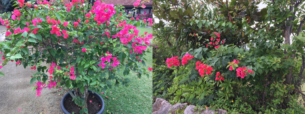 Bougainvillea flowers 2