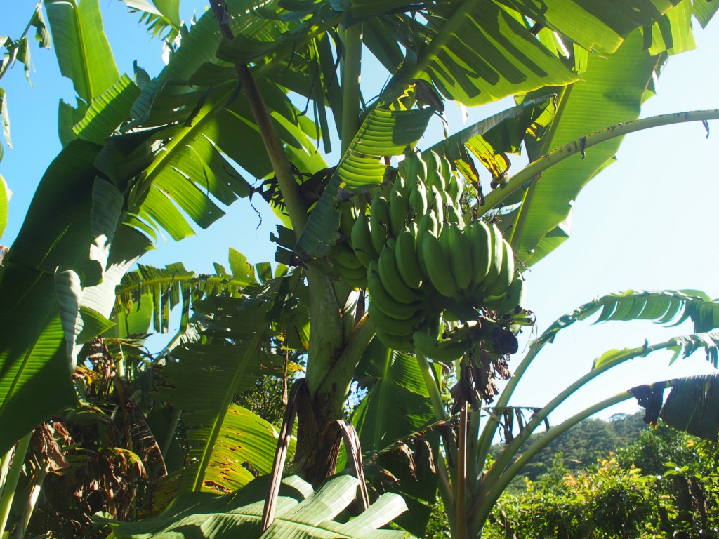  Banana trees