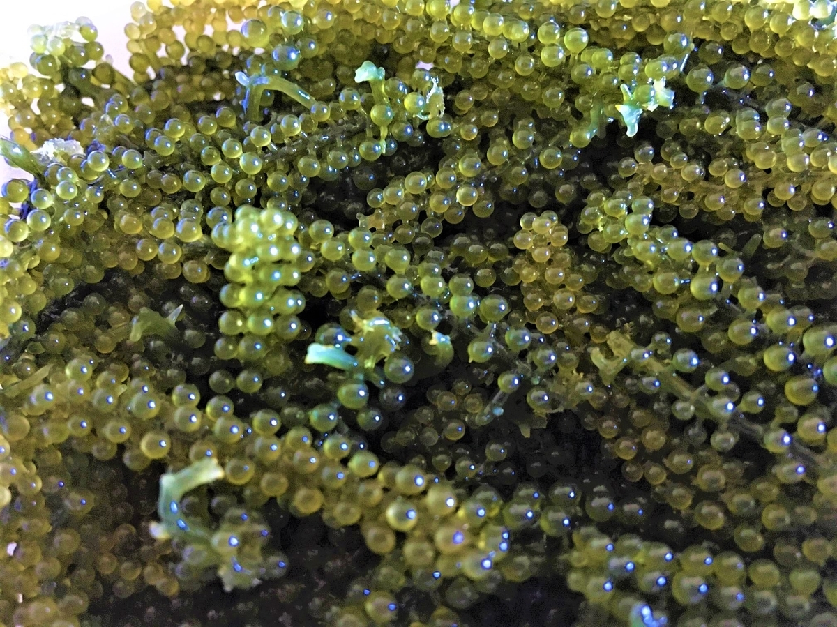 green caviar 2